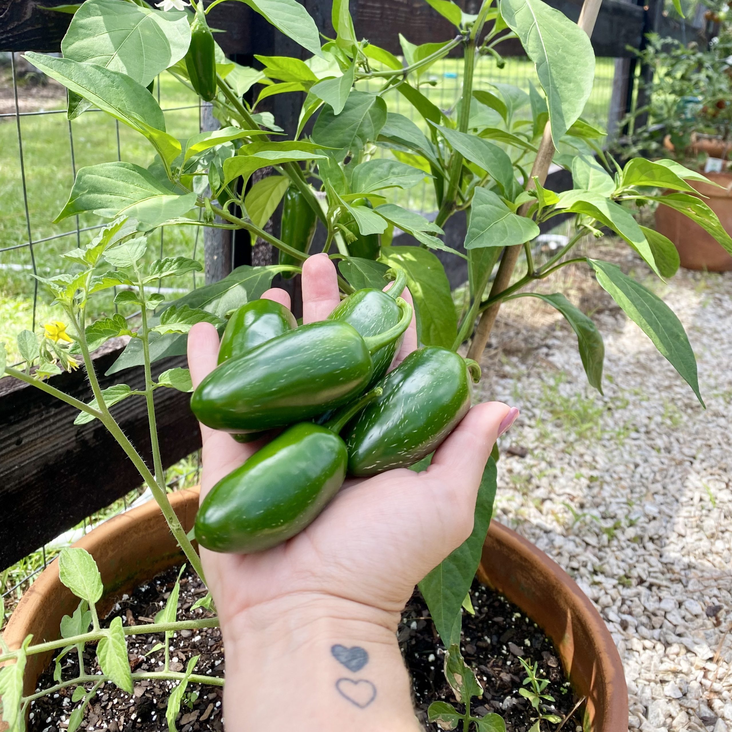A handful of jalapeño peppers in front of a pepper plant in the garden.