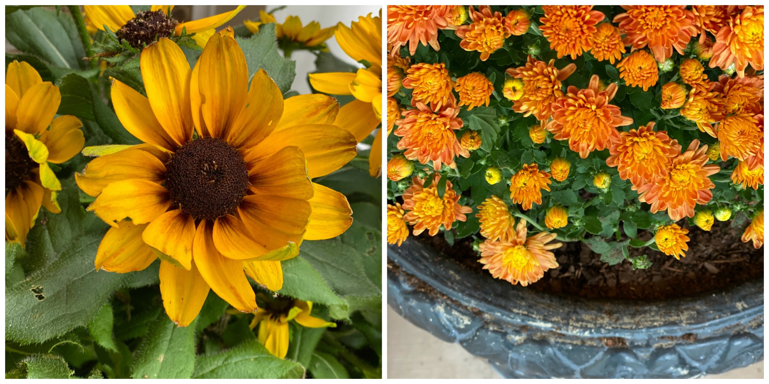 Burgundy, yellow and orange mums and sunflowers