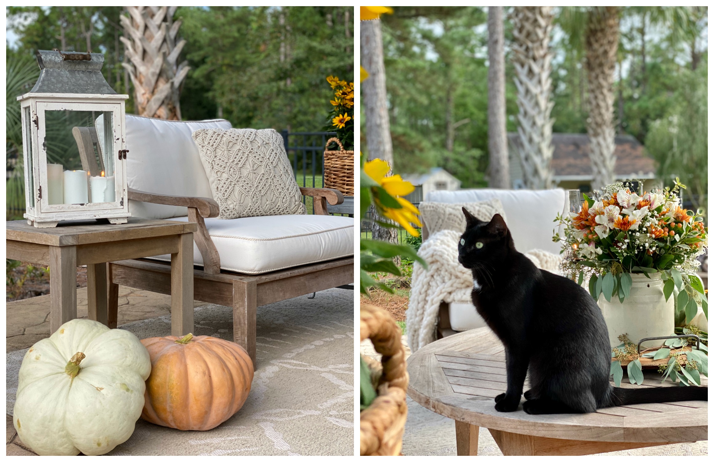 A collage of two photos. One with a cozy chair and pumpkins on the floor. The other photo has a black cat sitting on the table next to a Fall floral arrangement.