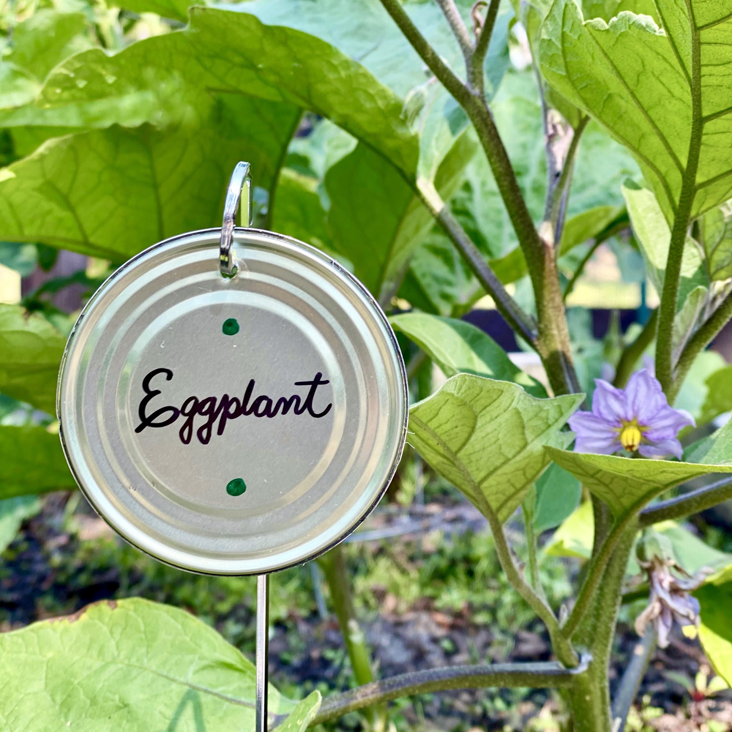 DIY garden marker with "eggplant" written on it next to an eggplant plant.