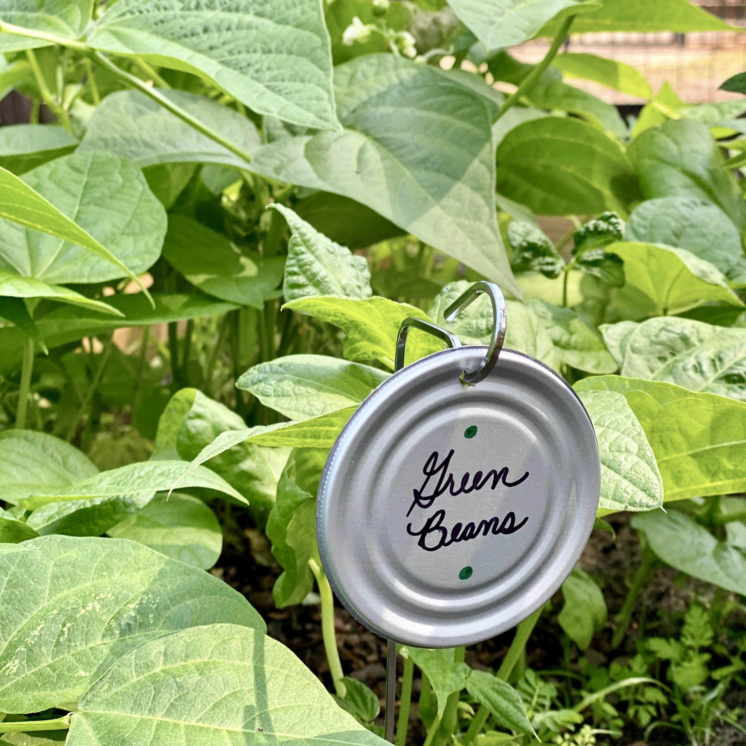 DIY garden marker with "green beans" written on it next to a green bean plant.