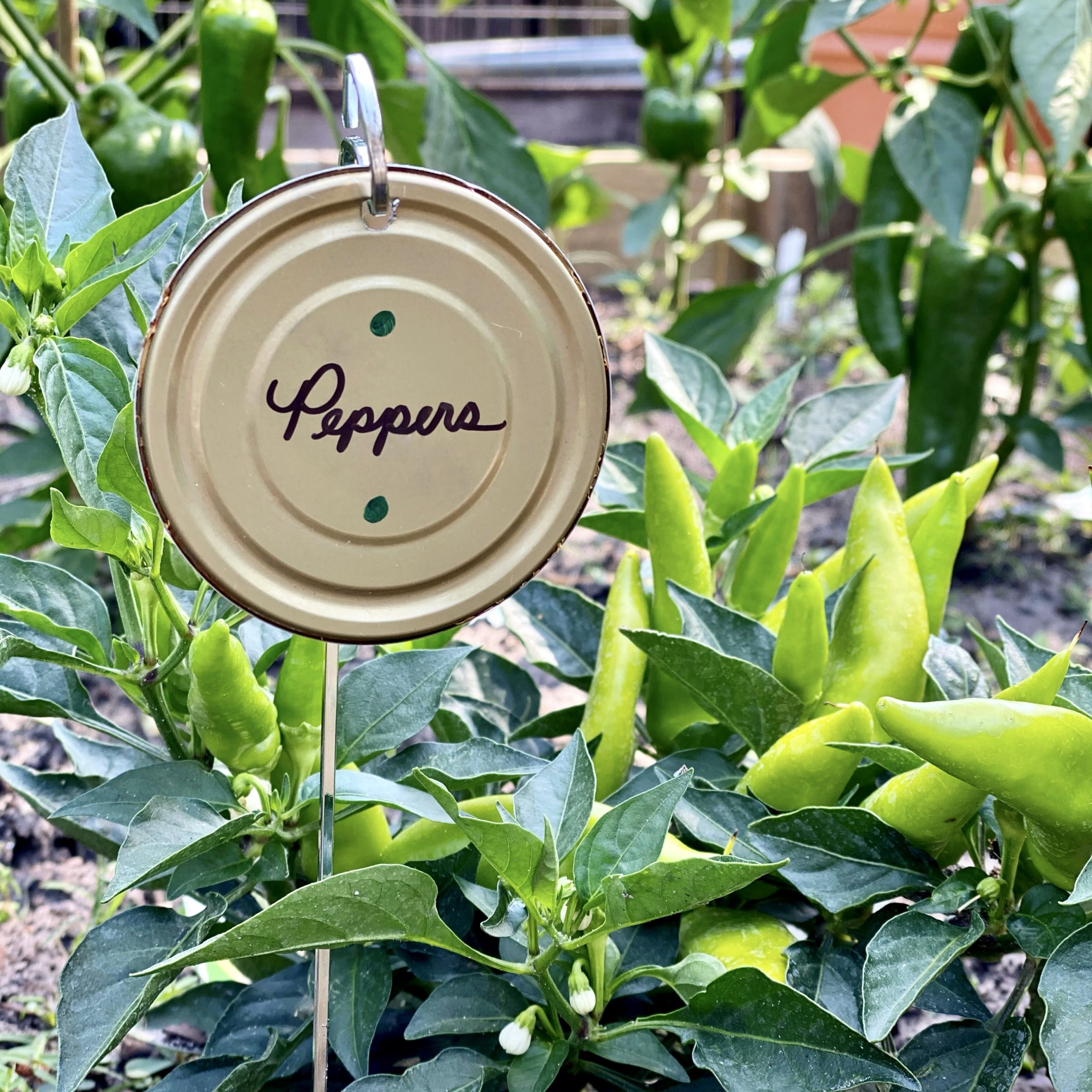 DIY garden marker with "peppers" written on it next to a pepper plant.