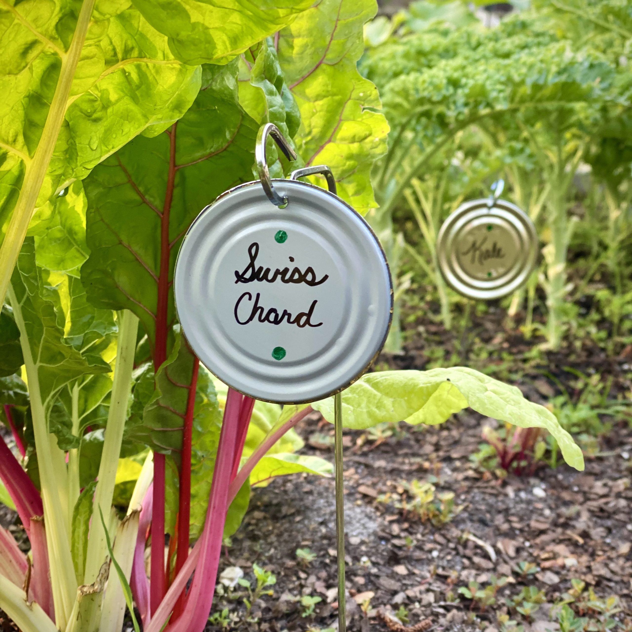 DIY garden marker with "Swiss chard" written on it next to a Swiss chard plant.
