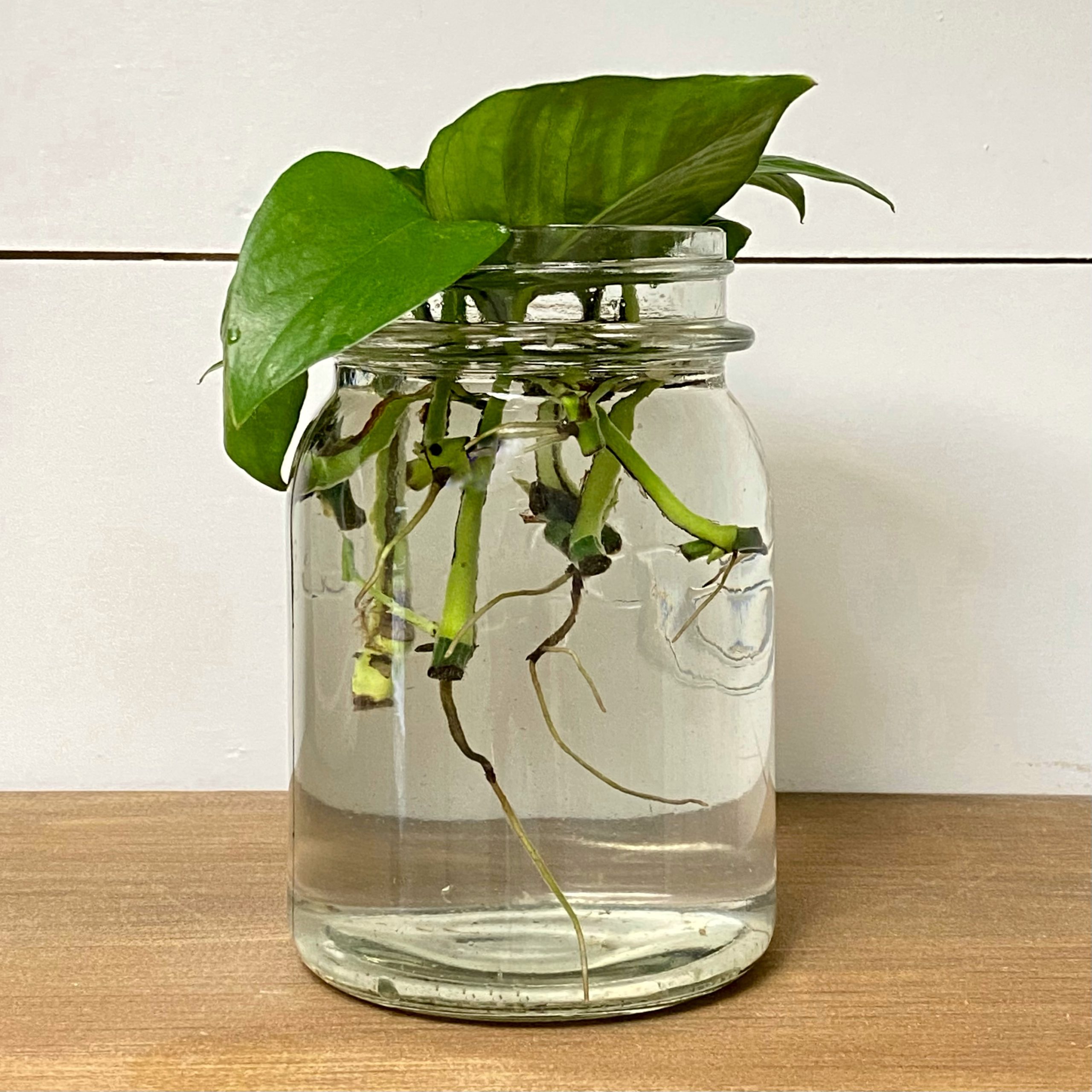 Pothos leaves rooting in a jar with water on a shelf.