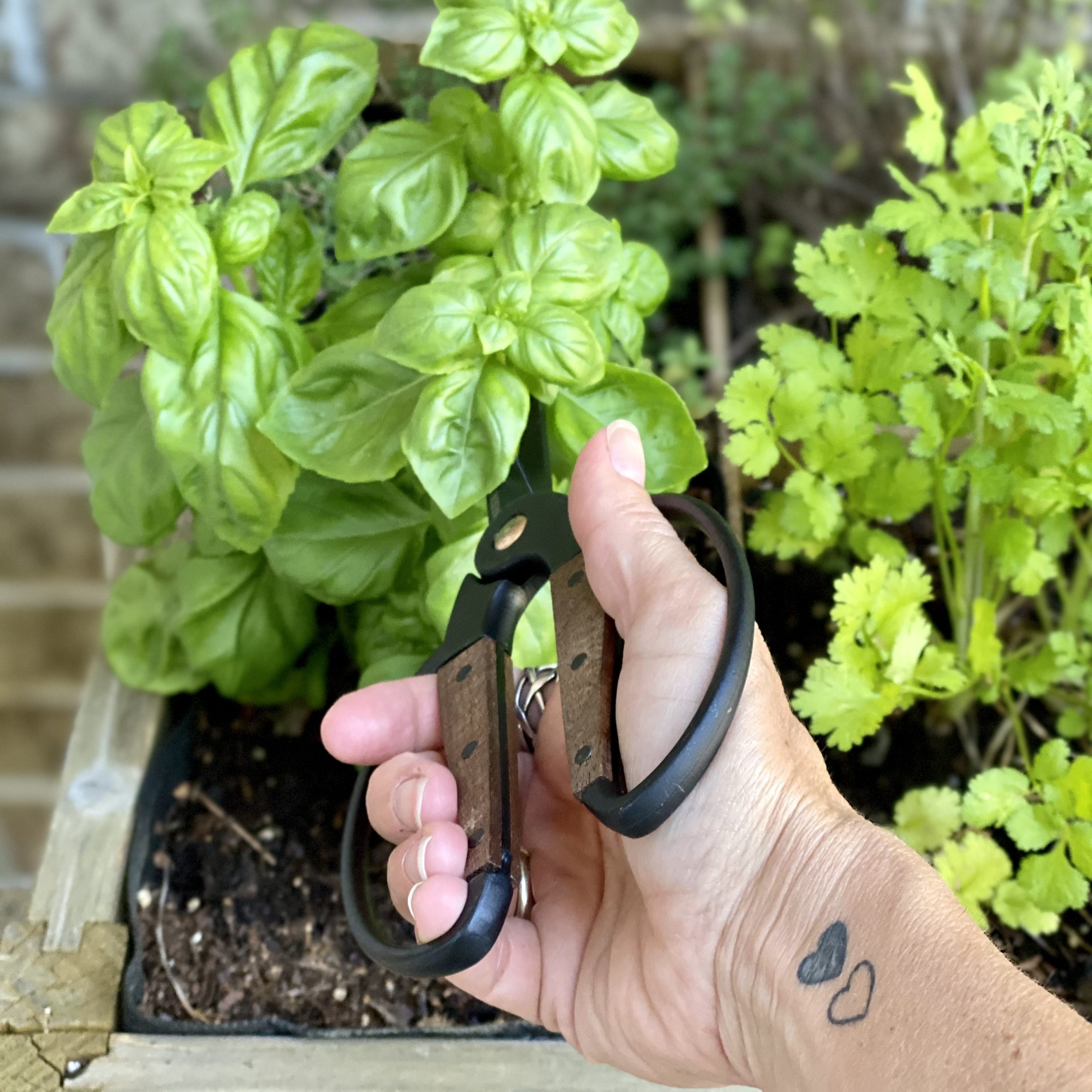 Cutting basil from the herb table.