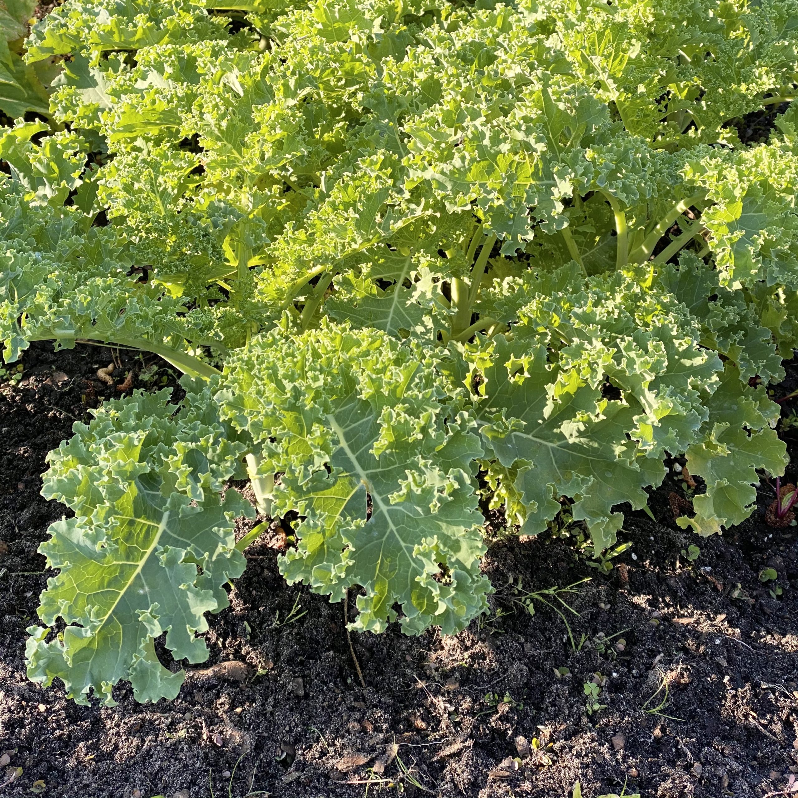 Kale growing in the garden.