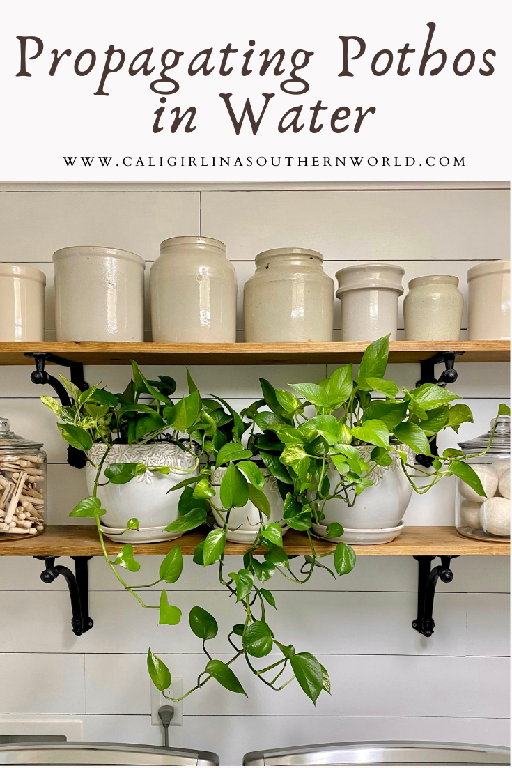 Pinterest Pin of Pothos in white pots on open shelves in the laundry room.