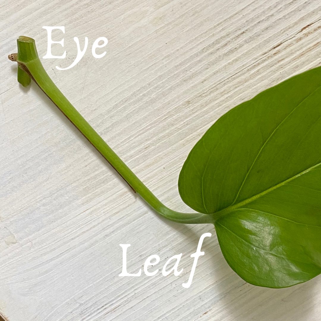 Photo of the Pothos leaf showing where the "eye" is located. This is where Pothos root in the water.