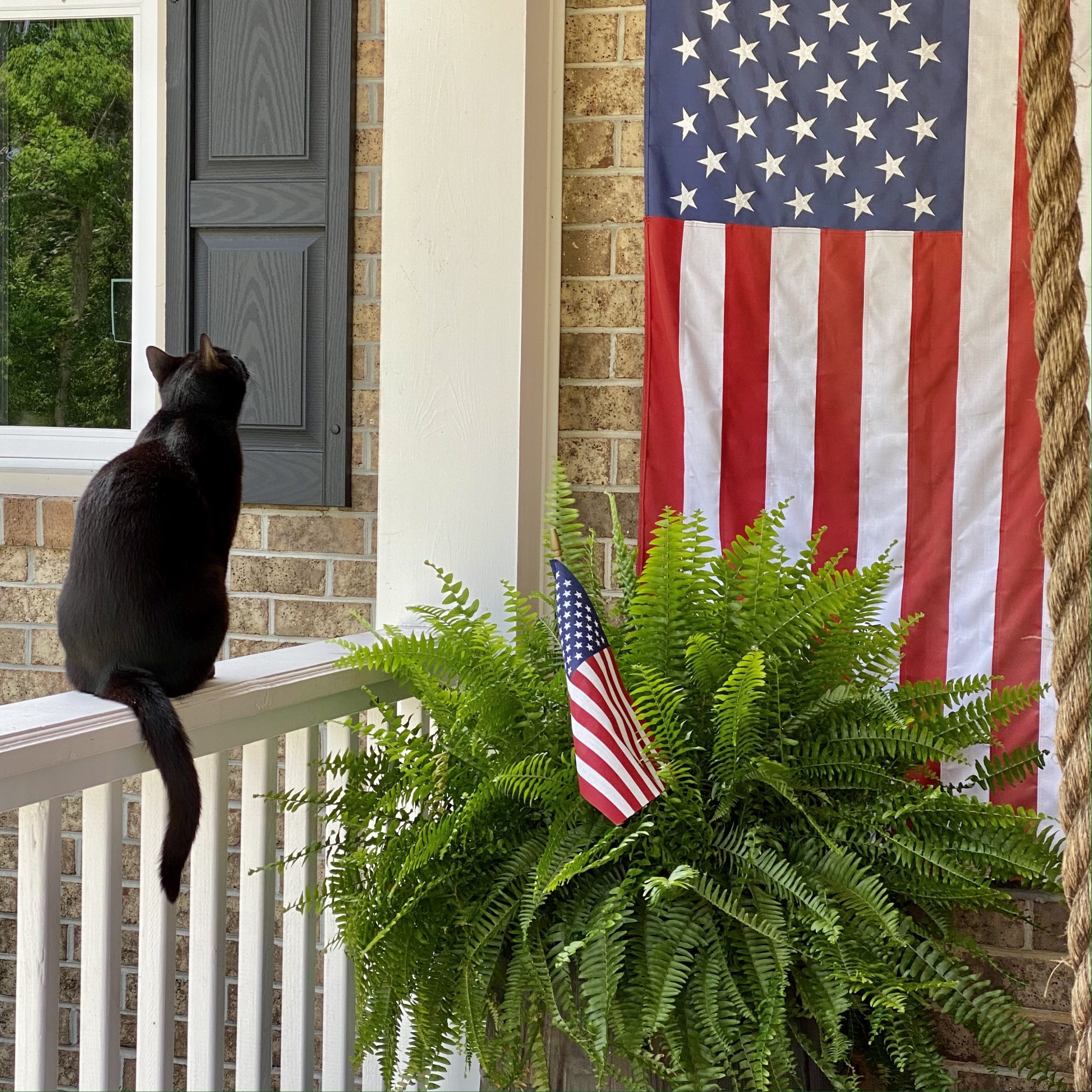 Black cat sitting on the front porch railing looking up at the American flag hanging on the wall.
