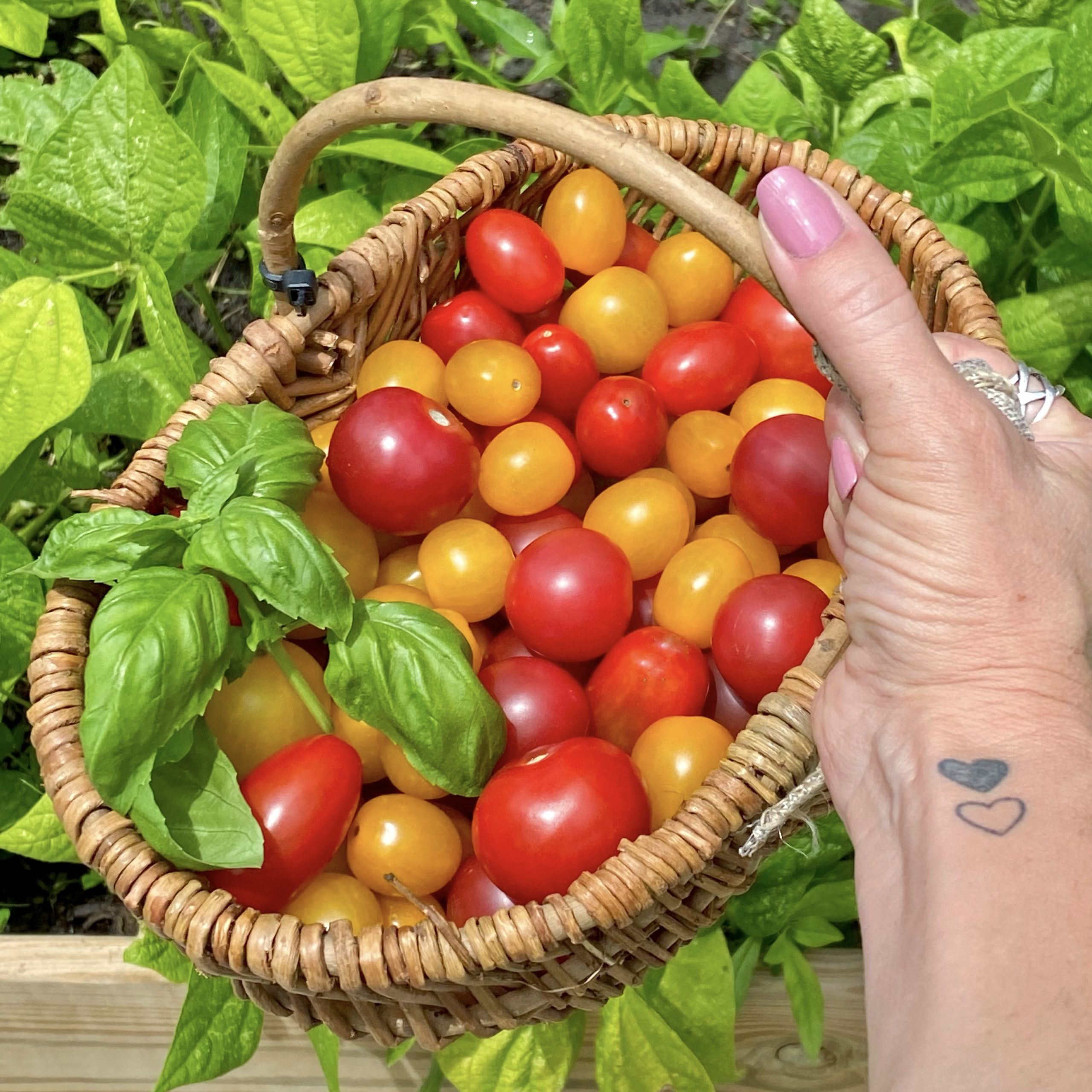 A basket filled with yellow and red cherry tomatoes with a sprig of basil in it.