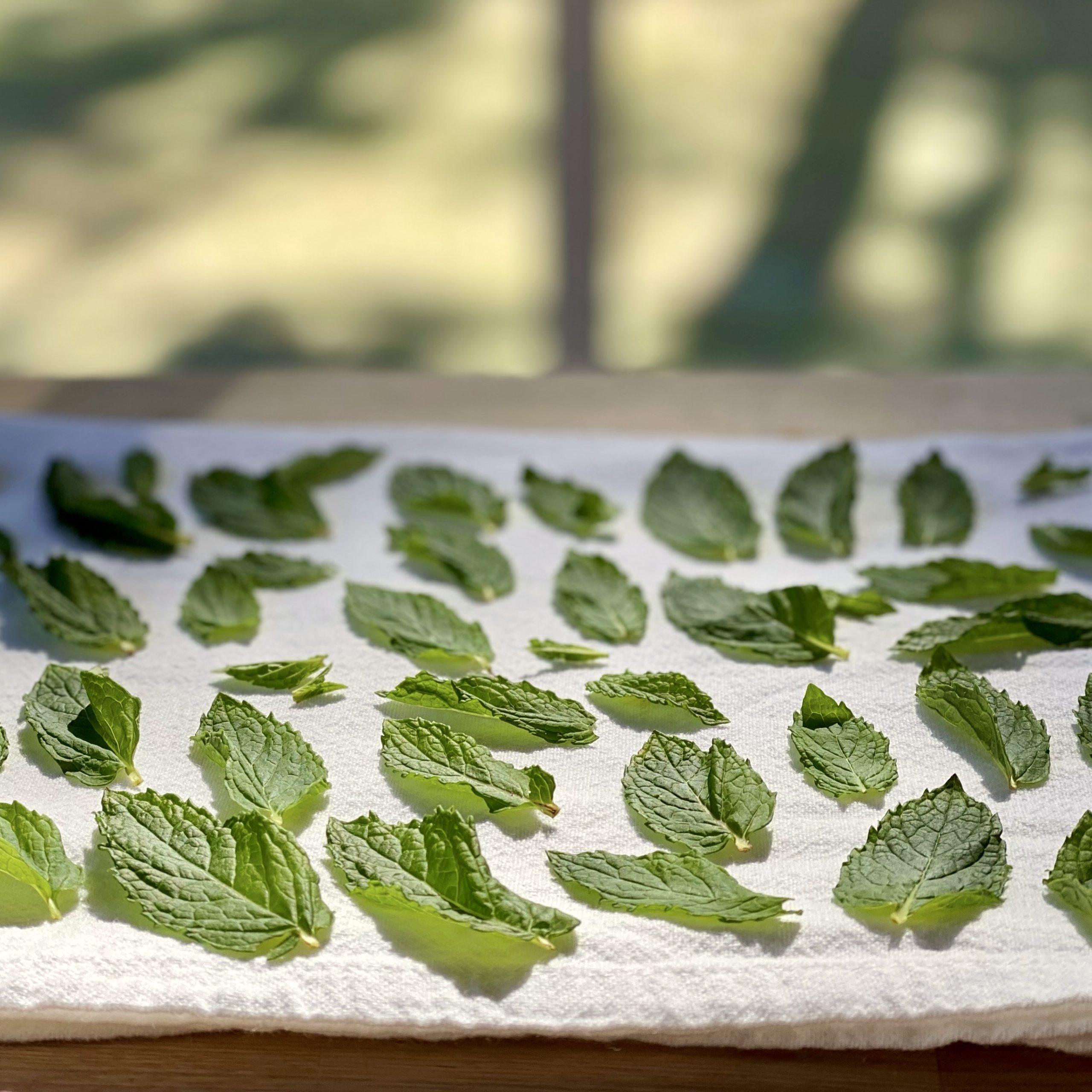 Peppermint leaves on a paper towel drying in front of a window.