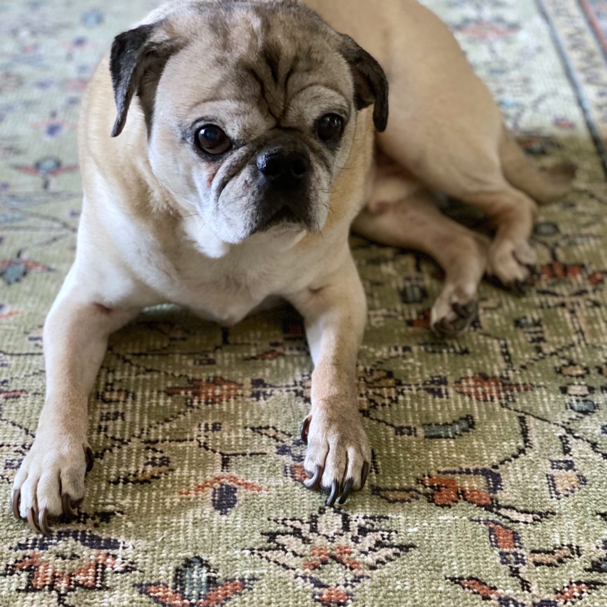 A pug laying on the rug.
