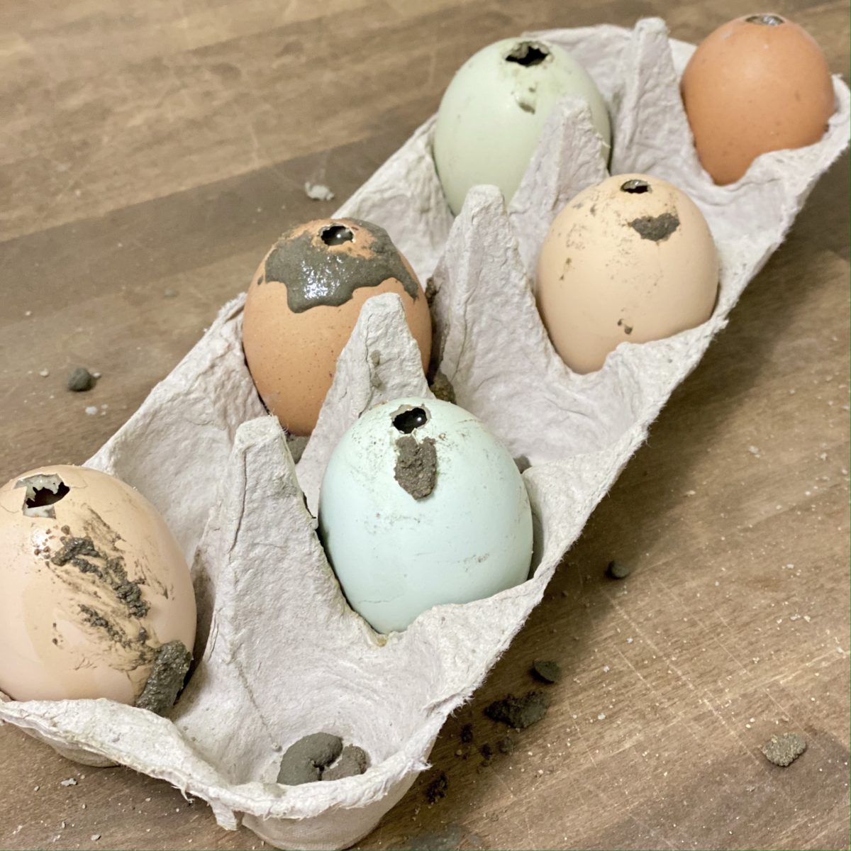 Eggs in carton with concrete poured in them waiting to set and dry.