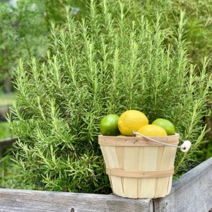 A basket of lemon and limes in front of a rosemary bush in the garden.