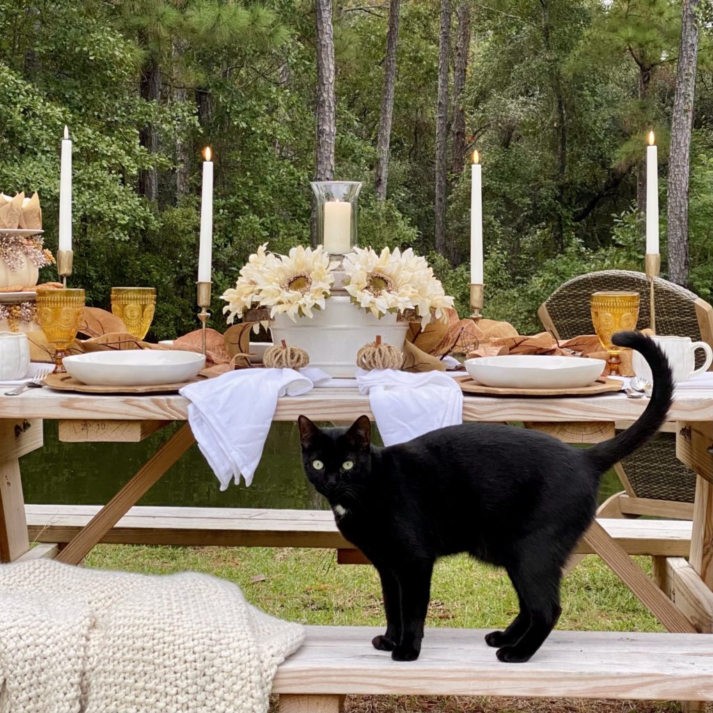 A black cat joining us for a causal fall outdoor gathering by the pond.