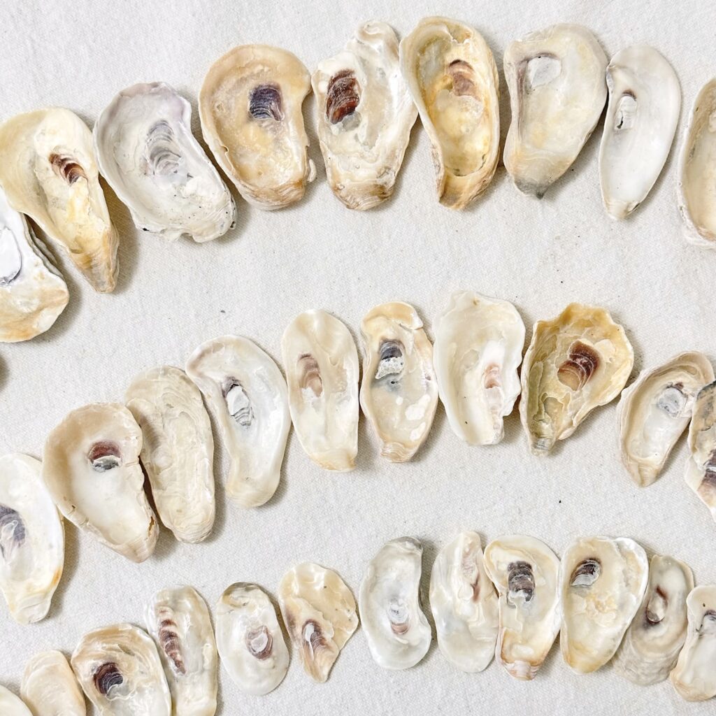 Oyster shells separated into sizes: small, medium, and large.