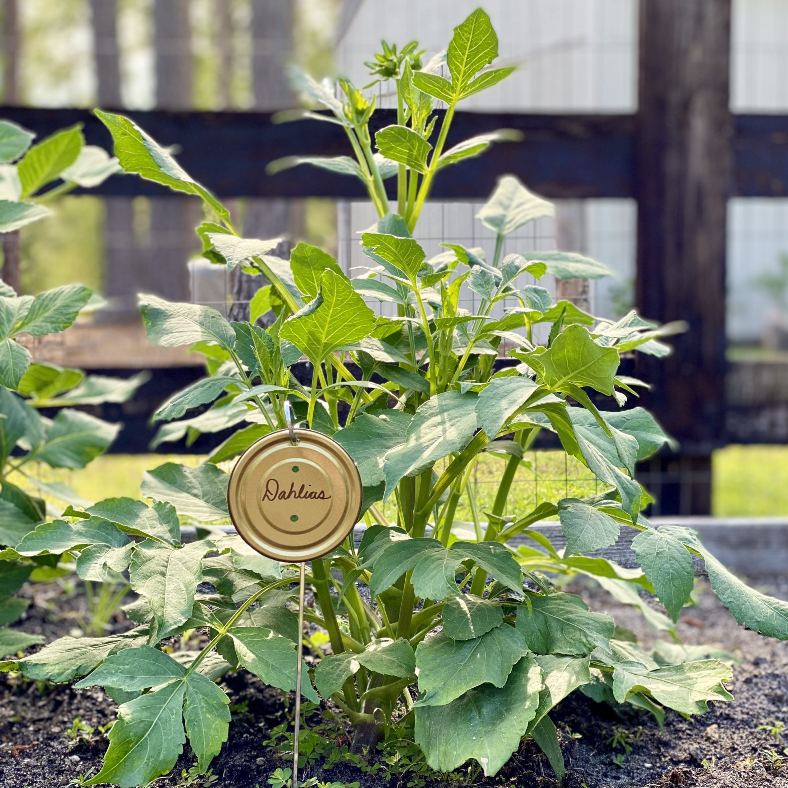 DIY garden marker with "dahlia" written on it next to a dahlia plant.