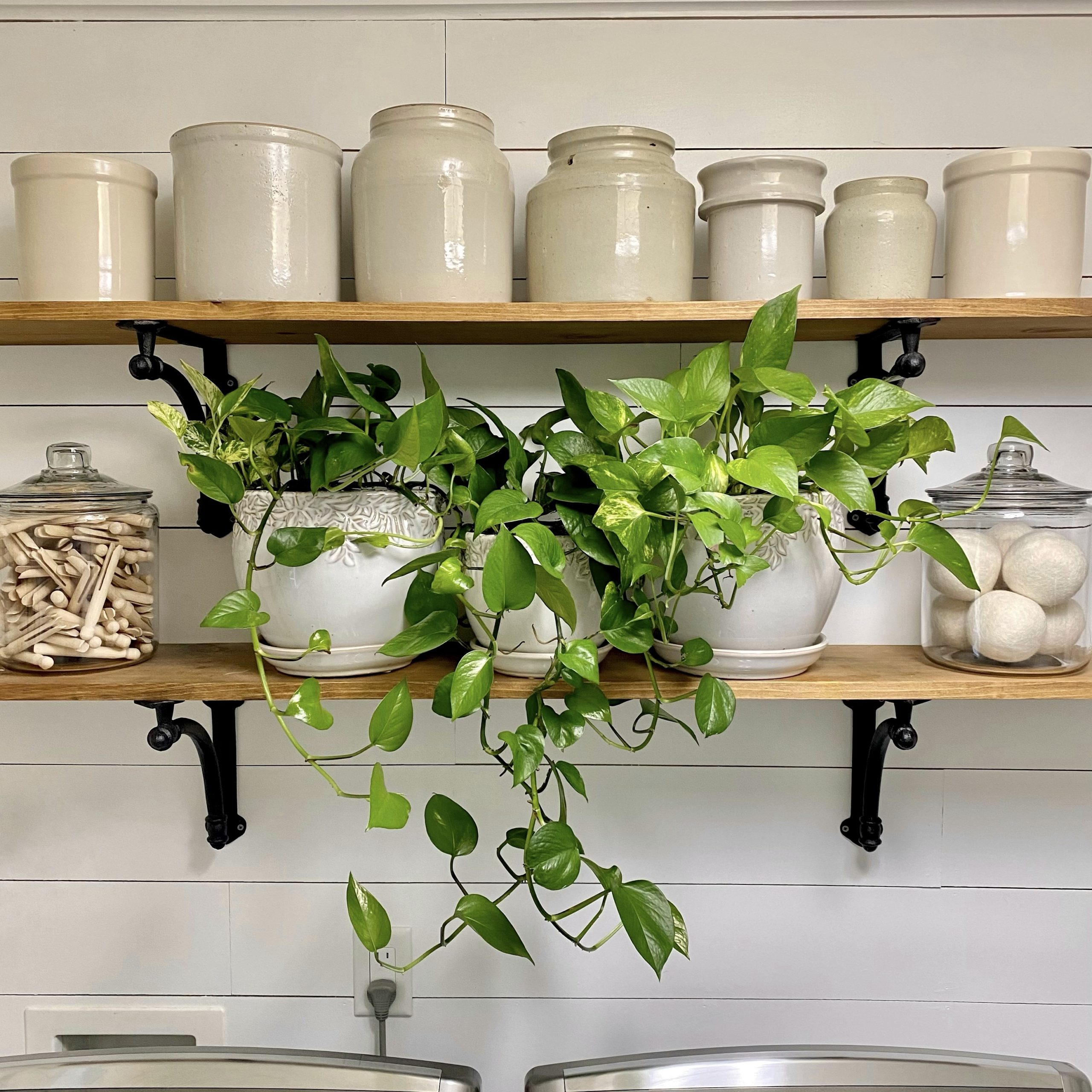 Pothos in pots on open shelves.